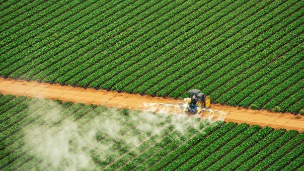 Best Ant Control Services  in Oak Grove Heights, AR