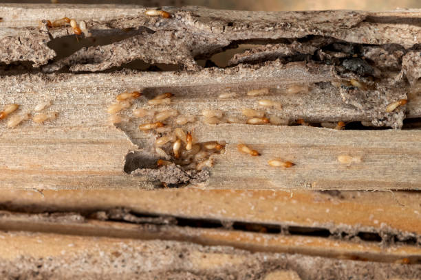 Best Termite Control Services  in Oak Grove Heights, AR